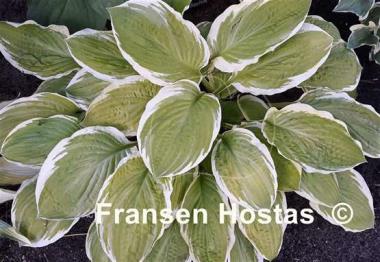 Hosta American Dream