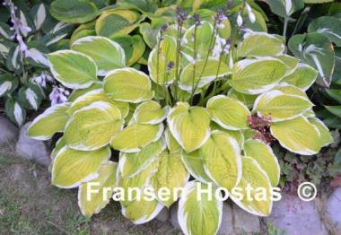 Hosta American Dream