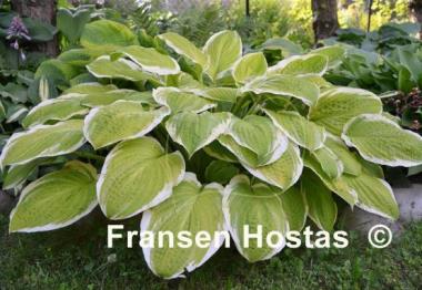 Hosta American Dream