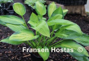 Hosta American Fashion