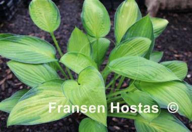 Hosta American Fashion
