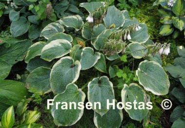 Hosta American Halo
