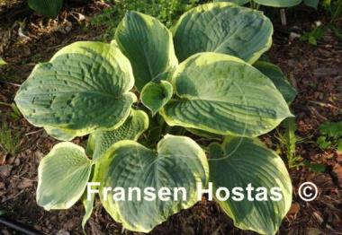 Hosta American Halo