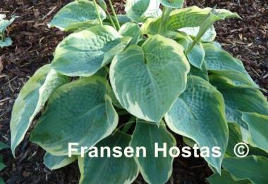Hosta American Halo