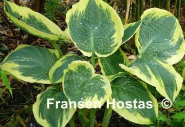 Hosta American Halo