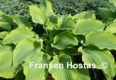Hosta American Icon