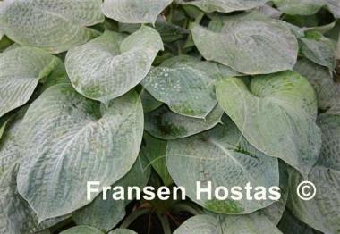 Hosta American King of the Woods