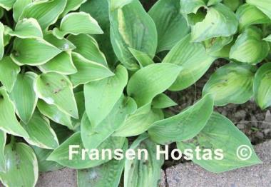 Hosta American Prayers Supreme