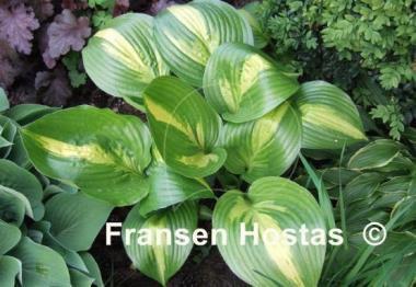 Hosta American Sweetheart