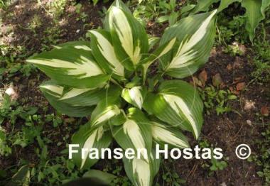 Hosta American Sweetheart