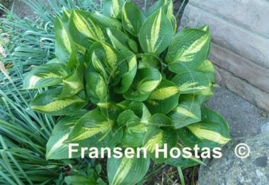 Hosta American Sweetheart