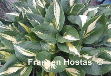 Hosta American Sweetheart