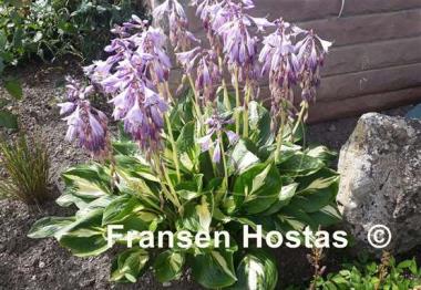 Hosta American Sweetheart