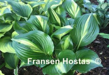 Hosta American Sweetheart