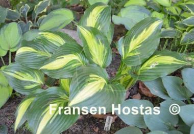 Hosta American Sweetheart