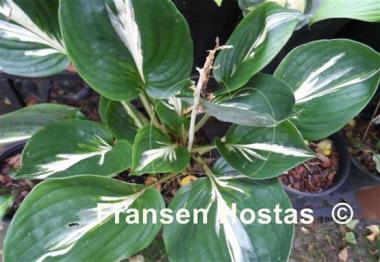 Hosta Americana