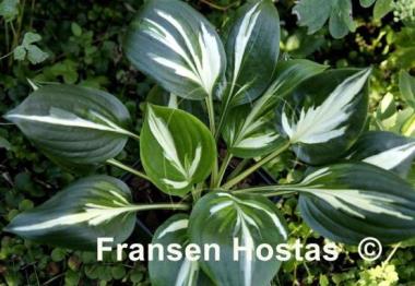 Hosta Americana