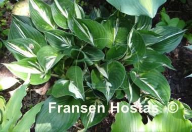 Hosta Americana