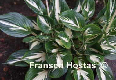 Hosta Americana