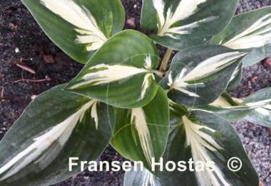 Hosta Americana