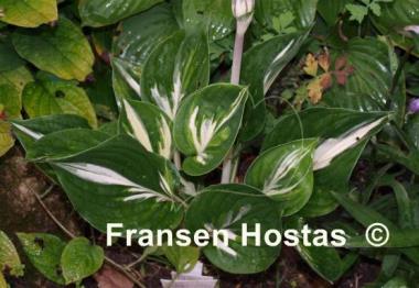 Hosta Americana