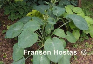 Hosta Amos
