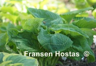 Hosta Amos