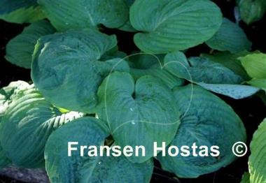 Hosta Amos