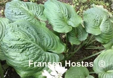 Hosta Amos
