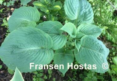 Hosta Amos