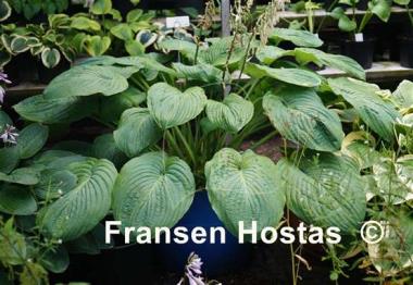 Hosta Amos