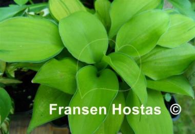 Hosta Amy Elizabeth