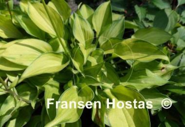 Hosta Amy Elizabeth