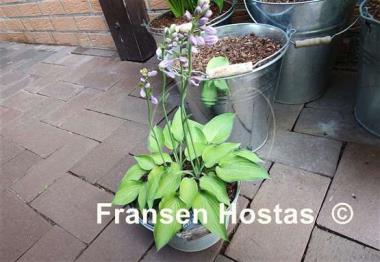 Hosta Amy Elizabeth