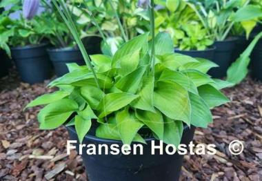 Hosta Amy Elizabeth