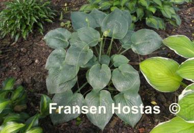 Hosta Andorian