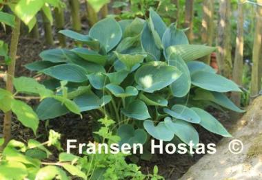 Hosta Andorian