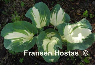 Hosta Andrew