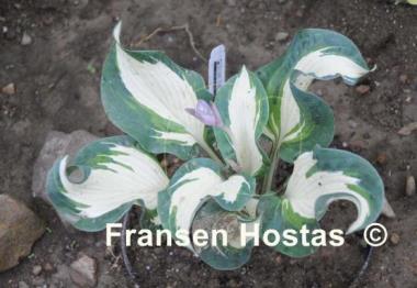 Hosta Andrew - Fransen Hostas