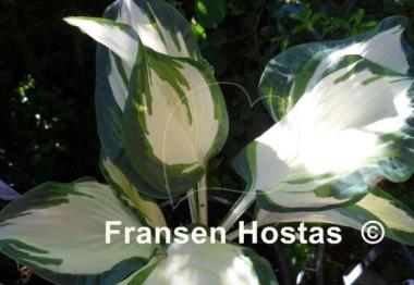 Hosta Andrew