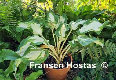 Hosta Andrew - Fransen Hostas