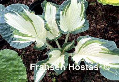 Hosta Andrew - Fransen Hostas