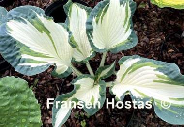 Hosta Andrew