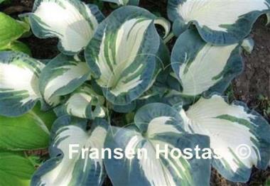 Hosta Andrew - Fransen Hostas