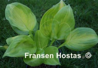 Hosta Android