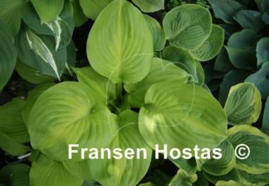 Hosta Android