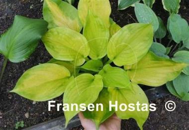 Hosta Android