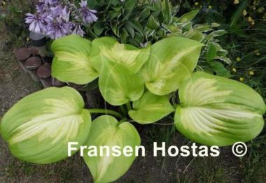 Hosta Android