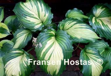 Hosta Angel Falls