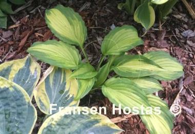 Hosta Angel Falls